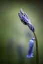 Purple bluebell flowers in a moody woodland setting using a shallow depth of field, and a cool colour pallet Royalty Free Stock Photo