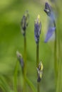 Purple bluebell flowers in a moody woodland setting using a shallow depth of field, and a cool colour pallet Royalty Free Stock Photo