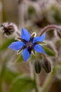 Purple borage flower Borago officinalis in a garden Royalty Free Stock Photo