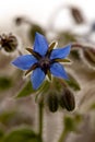 Purple borage flower Borago officinalis in a garden Royalty Free Stock Photo