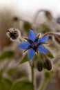 Purple borage flower Borago officinalis in a garden Royalty Free Stock Photo