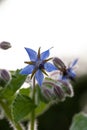 Purple borage flower Borago officinalis in a garden Royalty Free Stock Photo