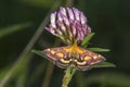 Purple borer Pyrausta purpuralis