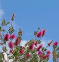Purple bottlebrush plant on blue sky background