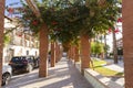 Purple bougainvillea blooms on a wooden pergola in the street of the ancient city of Orihuela Spain