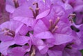 Purple bougainvillea Royalty Free Stock Photo