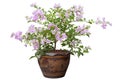 Purple Bougainvillea flower in brown pot isolated on white background. Royalty Free Stock Photo