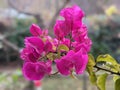 Purple bougainvillea flowers. Bougainvillea flowers as a background. Floral background Royalty Free Stock Photo