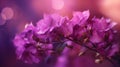 Purple Bougainvillea flowers with bokeh lights on soft pink background Royalty Free Stock Photo