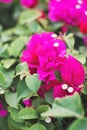 purple Bougainvillea flowers and green leaves Royalty Free Stock Photo