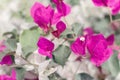 Purple Bougainvillea flowers. Paperflower. Blooming flowers and green leaves Royalty Free Stock Photo