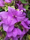 Purple bougainvillea flowers in the morning bungakertas
