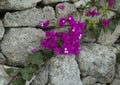 Purple Bougainvillea on grey stone wall