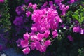 Purple bougainvillea inflorescence