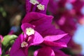 Purple Bougainvillea over blue sky, Touch of spring Royalty Free Stock Photo