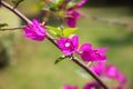Purple bougainvillea, with red pistil in full bloom Royalty Free Stock Photo