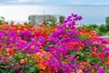 Purple Bougainvillea, Tanna Island, Vanuatu. With selective focus