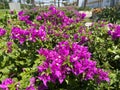 The purple bougainvillea tree looks beautiful