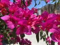 Purple Bouganvilla Flowers in Central Mexico Royalty Free Stock Photo