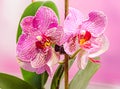 Purple branch orchid flowers with green leaves, Orchidaceae, Phalaenopsis known as the Moth Orchid, abbreviated Phal Royalty Free Stock Photo