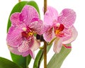 Purple branch orchid flowers with green leaves, Orchidaceae, Phalaenopsis known as the Moth Orchid, abbreviated Phal. Royalty Free Stock Photo