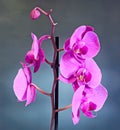 Purple branch orchid flowers, Orchidaceae, Phalaenopsis known as the Moth Orchid, abbreviated Phal Royalty Free Stock Photo