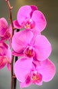 Purple branch orchid flowers, Orchidaceae, Phalaenopsis known as the Moth Orchid, abbreviated Phal Royalty Free Stock Photo