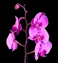 Purple branch orchid flowers, Orchidaceae, Phalaenopsis known as the Moth Orchid, abbreviated Phal Royalty Free Stock Photo