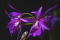 Purple Brassocattleya flower on a dark background