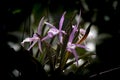 Purple brassocattleya morning glory hybrids orchird flowers