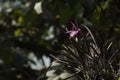 Purple brassocattleya morning glory hybrids orchird flowers