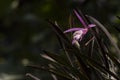 Purple brassocattleya morning glory hybrids orchird flowers