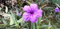The purple Brazilian jasmine, Mandevilla Sanderi Royalty Free Stock Photo
