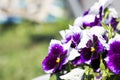 purple bright flowers viola  garden plot in summer  flower bed  macro photo Royalty Free Stock Photo