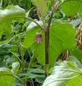 A purple Brinjal or Eggplant flower