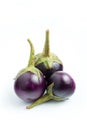 Purple Brinjal