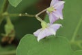 Purple Brinjal Flower aslo called as solanum melongena