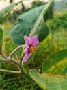 Purple brinjal flower with blurry background, brinjal is also known as eggplant