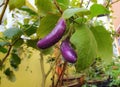 A purple brinjal