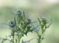 Purple Bristle Thistle Buds - Carduus nutans