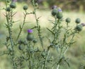 Purple Bristle Thistle - Carduus nutans