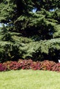 Purple broad leaves of flowers stretching to the sun from under the shadows of spruce growing above them