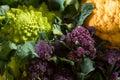 Purple broccoli Royalty Free Stock Photo