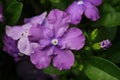 PURPLE BRUNFELSIA Royalty Free Stock Photo