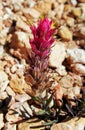 Purple Bryce Canyon Paintbrush flower