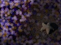 Purple bubble bokeh star blur background