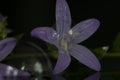 The purple bubble flower