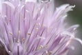 Purple bud blooming young onion