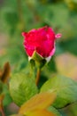 Purple Bud of a budding rose on a green grass Royalty Free Stock Photo