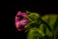 Purple bud of a flower with green leaves. Royalty Free Stock Photo